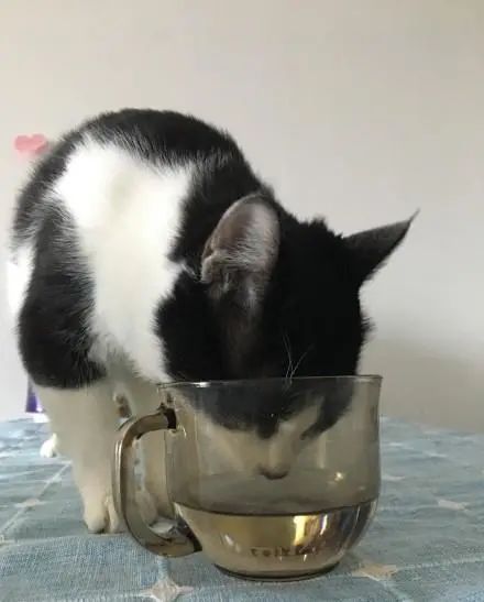 猫咪把米桶当猫砂盆，埋得太深几天后才发现！怎样教育做坏事的猫(图17)