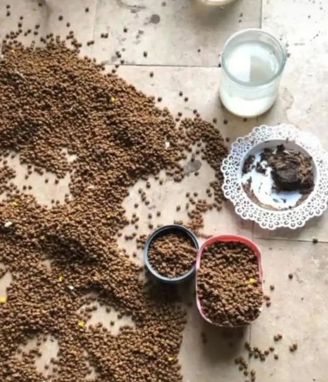 网友出差半个月，猫咪独自在家死亡！留8斤猫粮害死了银渐层(图2)