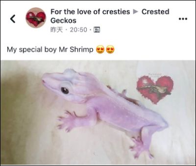 睫角守宫果冻基因现身？还是超级莉莉白凤凰涅槃？(图1)