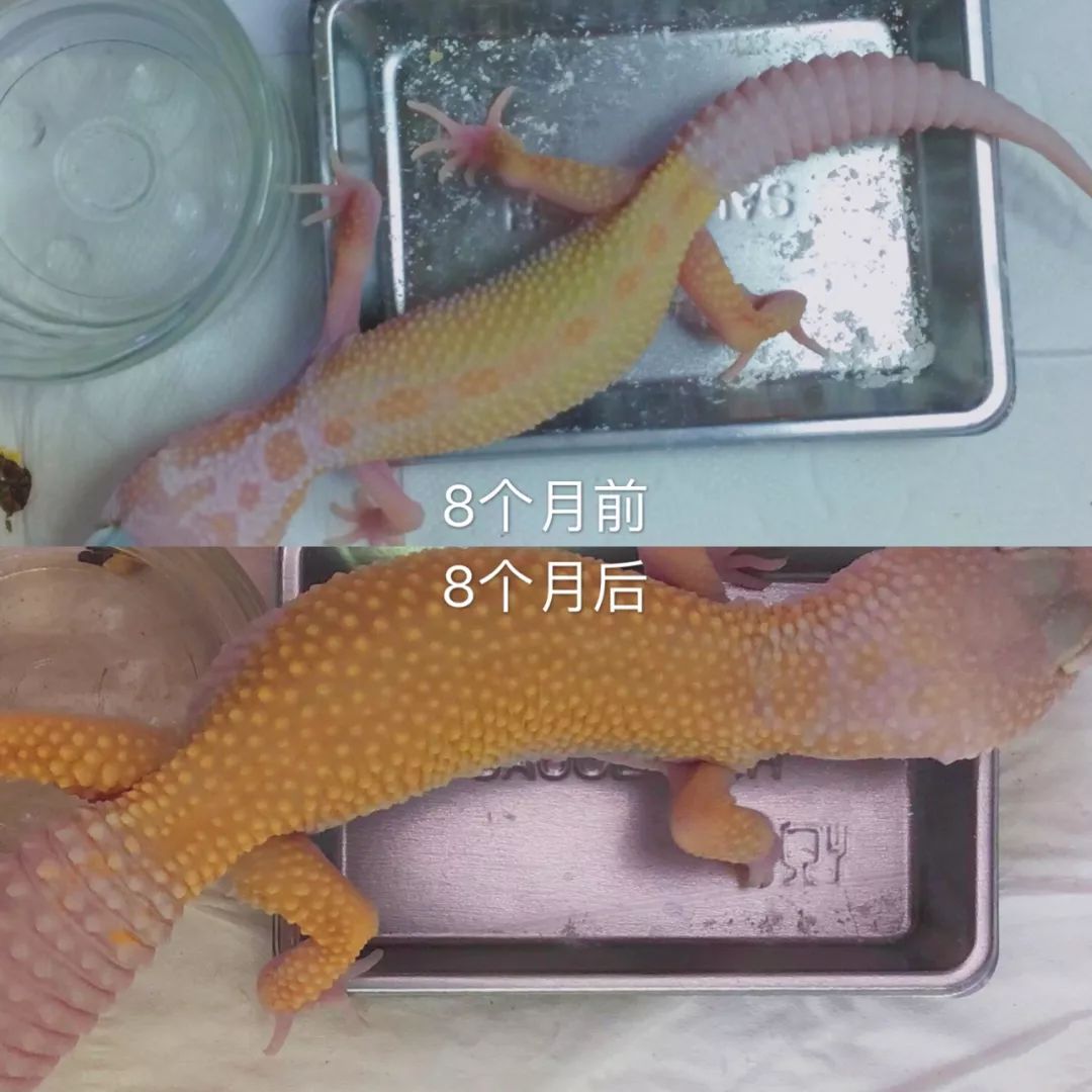 别的女生桌上是各种美妆杂志和化妆品，养爬妹子的桌上确放着豹纹守(图5)