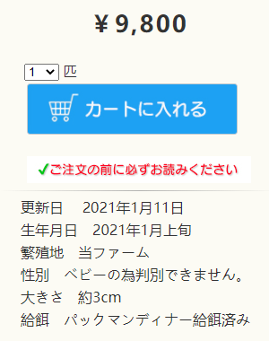 日本角蛙繁育大神的“梦幻天蓝”角蛙，售价堪称业界良心！(图28)