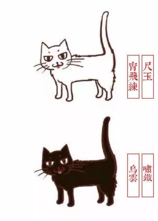 中国人最喜欢养的五种猫！你家主子入选了吗？(图10)