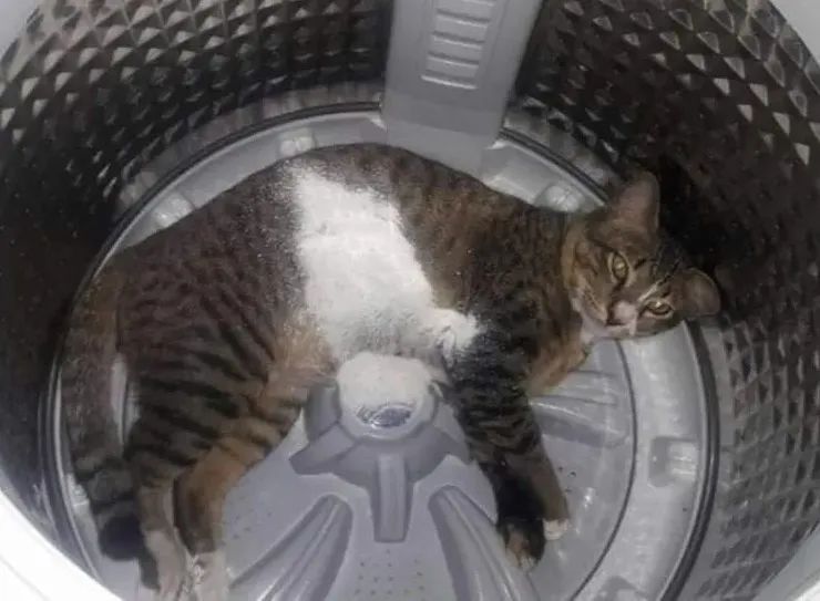 洗衣机又杀死了一只猫！养猫家庭洗衣服前，有件事不能偷懒(图17)