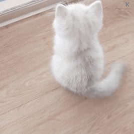 猫咪得抑郁症尿血自杀！别让猫遇到张国荣式悲剧，小心这些迹象(图4)