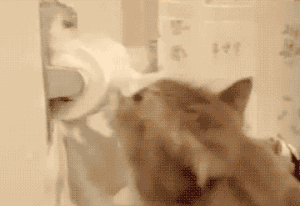猫咪把米桶当猫砂盆，埋得太深几天后才发现！怎样教育做坏事的猫(图20)