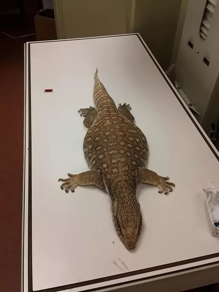 从一例病历，说说为什么很多人工饲养环境下的平原巨蜥却很短命？(图4)