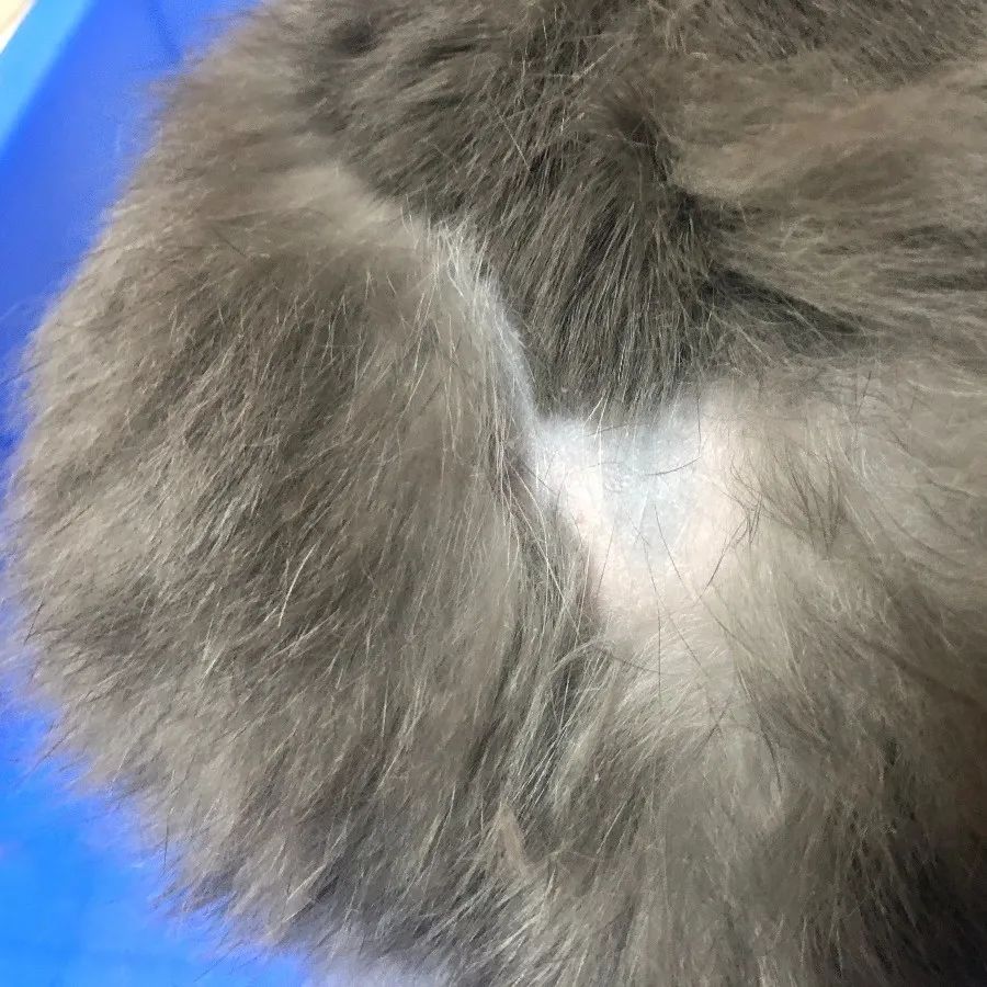 我的兔子秃了该怎么办？(图1)