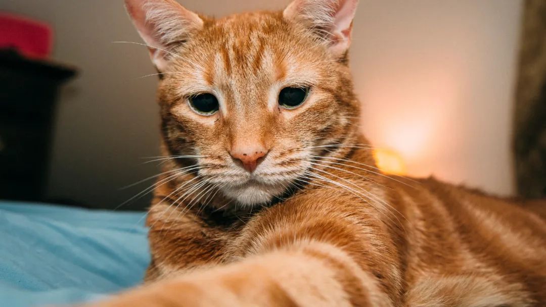 20岁老猫依然萌如小奶猫！保持猫咪童颜的秘诀只是简单一件事(图1)