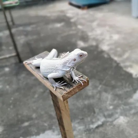 这种被称为“灭霸”的紫灰体色绿鬣蜥，到底是新基因还是新品系？(图40)