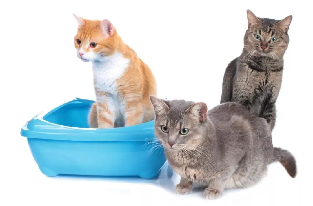 猫砂选不对，猫咪健康受损害！做好这件事避免猫膀胱发炎(图12)