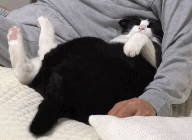 猫这10个动作是在说「我爱你」！爱猫咪，你就必须做好三件事(图6)