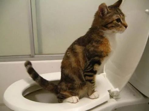 让猫咪像人一样蹲厕所是害猫！多久铲屎一次对猫最好？(图5)