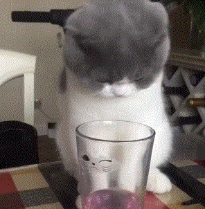 20岁老猫依然萌如小奶猫！保持猫咪童颜的秘诀只是简单一件事(图8)