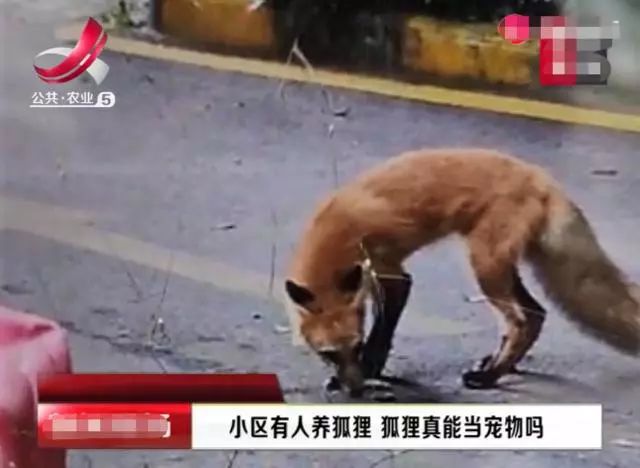 医科教授专业建议！疫情中如何健康地撸猫遛狗？(图5)