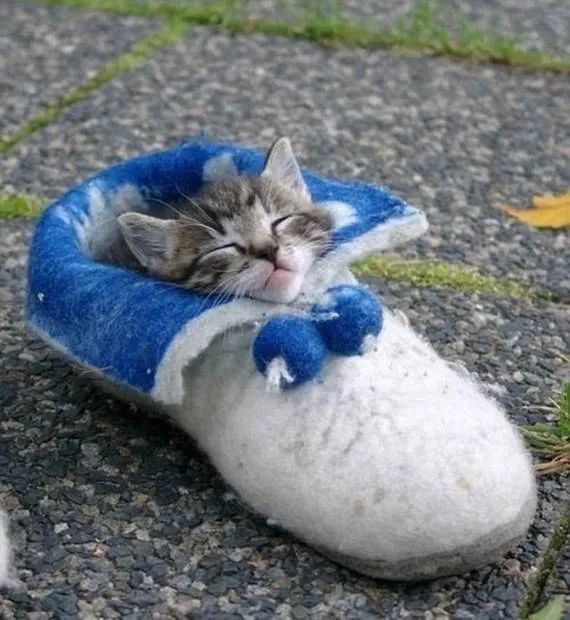 小姐姐亲猫，脸上竟长了「脚气」！养宠这些卫生问题千万别忽略(图12)