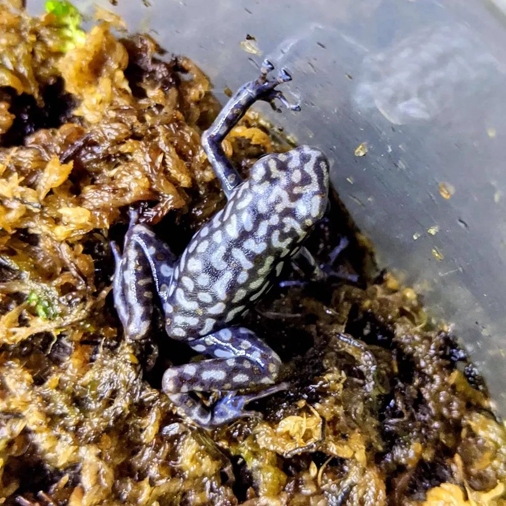 超级罕见的红眼白子“玻璃蛙”，却是蛙类饲养爱好者的梦幻级收藏！(图5)