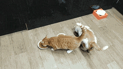 三文鱼猫粮因新冠病毒连夜改名！猫咪还可以吃鱼粮吗？(图5)