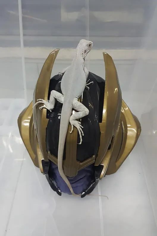 这种被称为“灭霸”的紫灰体色绿鬣蜥，到底是新基因还是新品系？(图4)