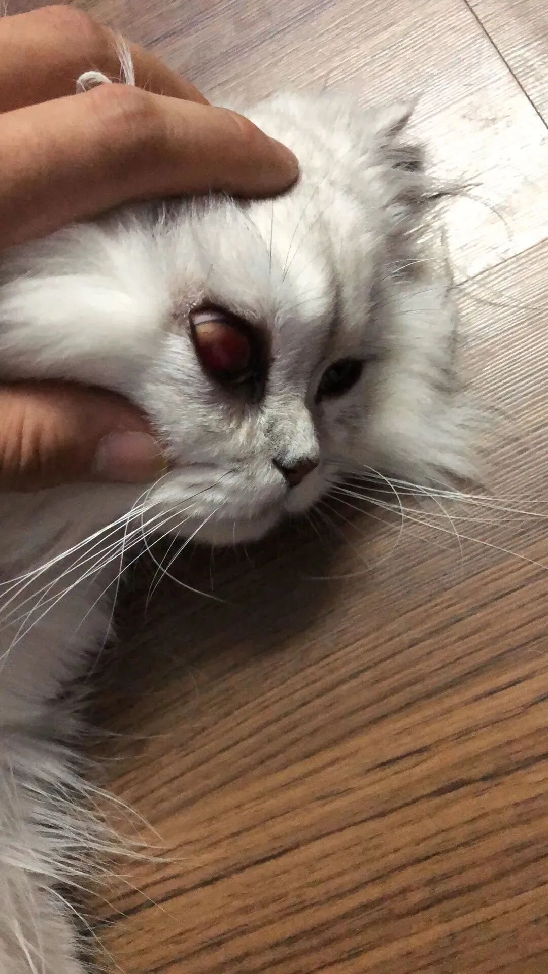 一周内两只猫外出洗澡，一死一伤！带猫去洗澡必须做好两件事(图6)