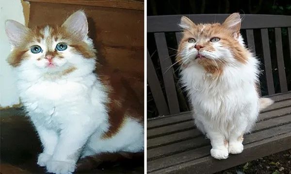 猫咪几岁算老猫？这样喂猫，能让主子活上「百岁」(图1)