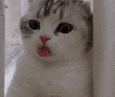 疫情期间别对猫咪做这件事，猫易无症状感染新冠病毒(图8)