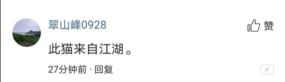 猫咪深夜外出被捕后拍照成网红！这么做，竟能让猫多活10年(图5)