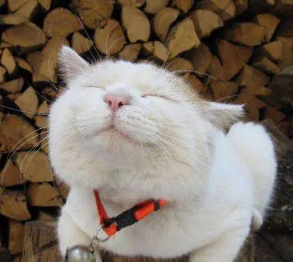初代网红猫「猫叔」去世！他活到18岁的长寿秘诀你也应该记住(图8)