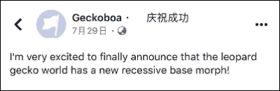 豹纹守宫世界最新隐性基因，或将成为纹路控的福音~(图1)