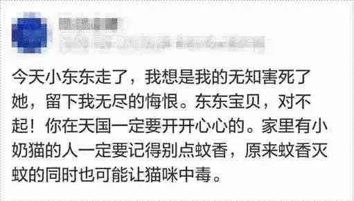 蚊子没赶跑，小奶猫反而被毒死了！夏天这样驱蚊才不伤猫(图1)