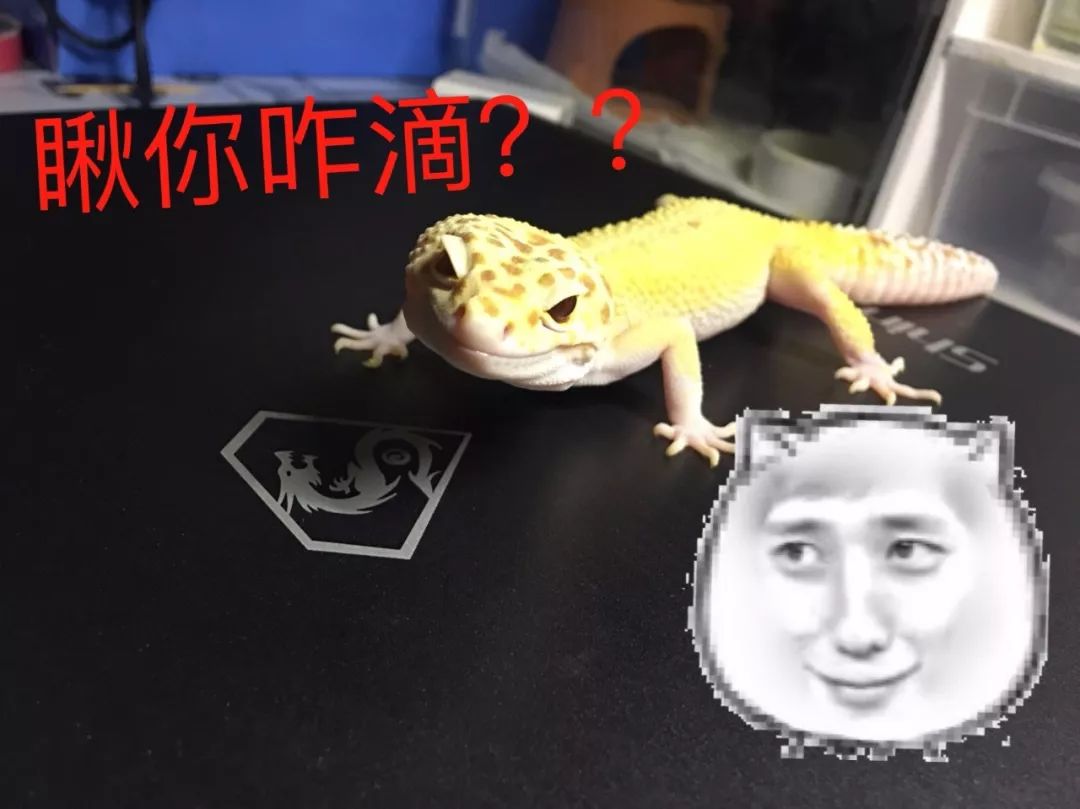别再说养爬像吸那啥了！宿舍党教你如何低成本入坑豹纹守宫(图15)