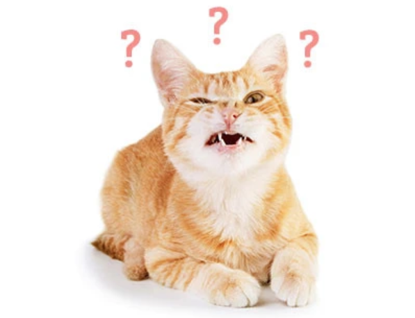 猫粮存储不对，再好的粮也可能变渣粮！来看看你放对了吗？(图1)