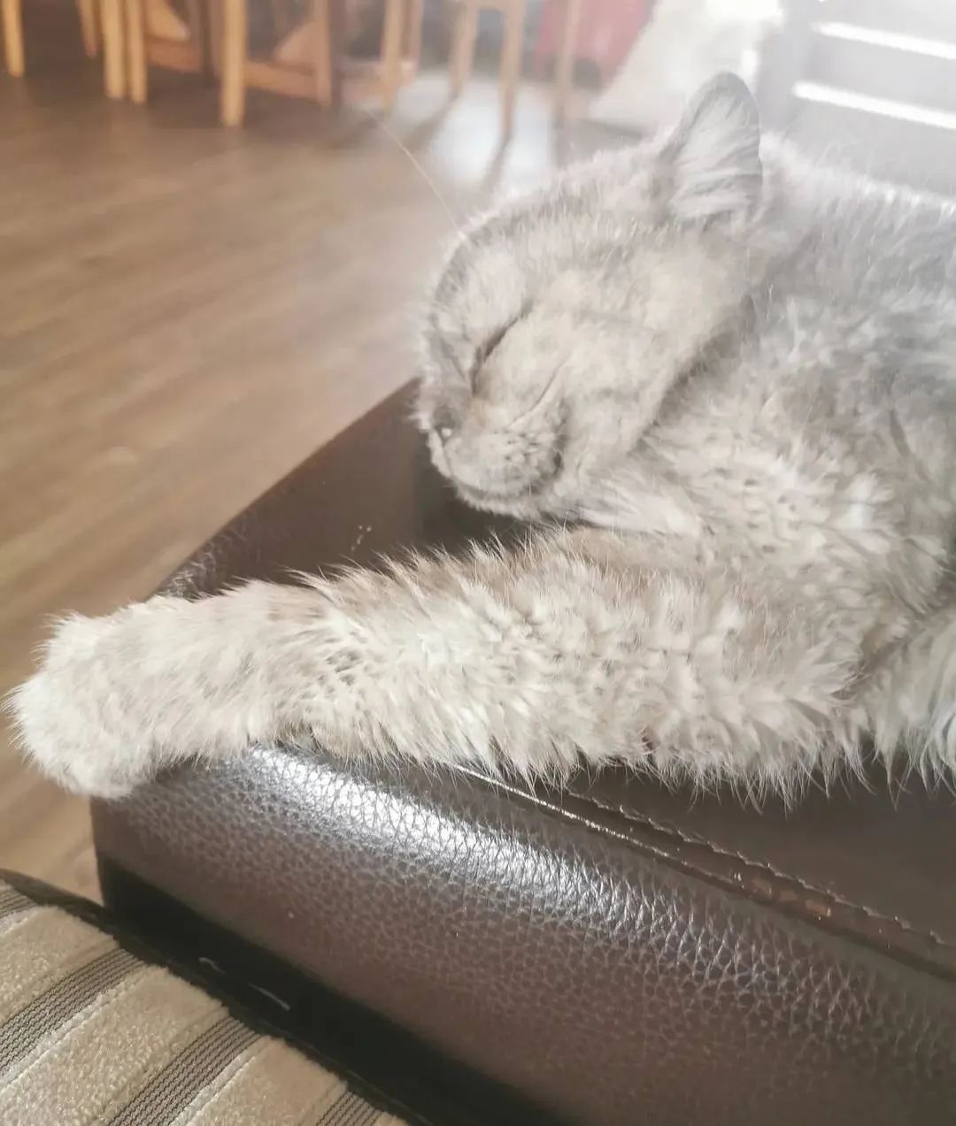 猫咪把米桶当猫砂盆，埋得太深几天后才发现！怎样教育做坏事的猫(图4)
