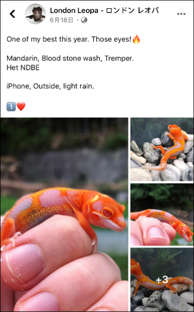 像是从火山熔岩中爬出来的豹纹守宫，眼部特征却像极了大眼萌瘤尾守(图1)