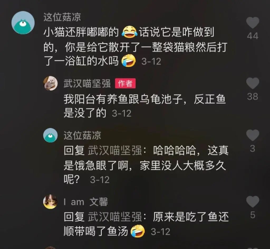 主人全家住院，母猫独自在家40天生一窝奶猫！猫真不会感染新冠(图5)