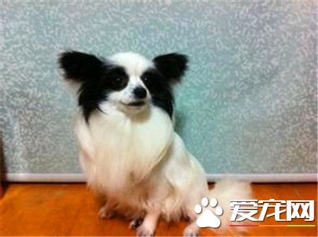 蝴蝶犬怎样练习如厕 蝴蝶犬想上茅厕的时间来练习