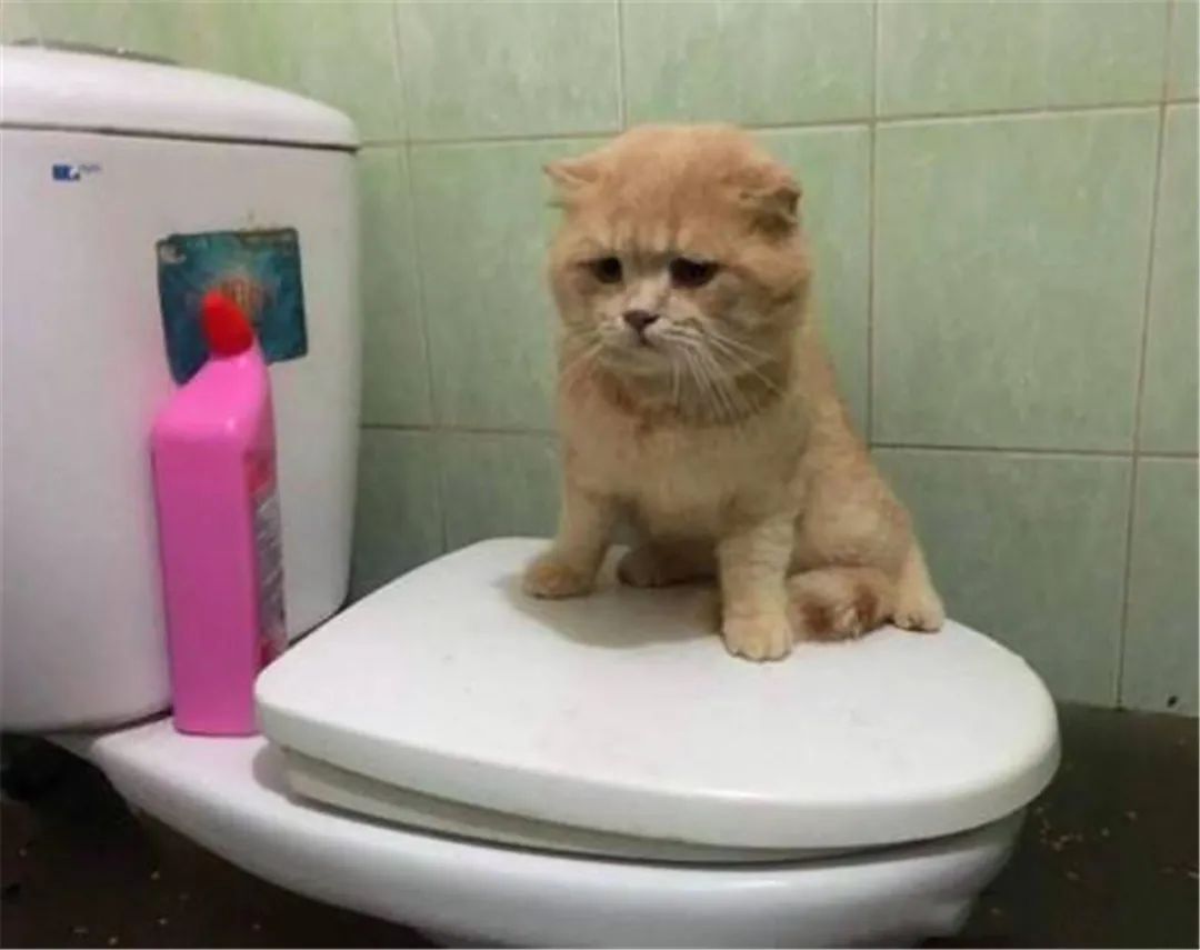 让猫咪像人一样蹲厕所是害猫！多久铲屎一次对猫最好？(图8)