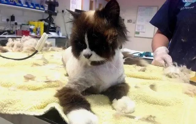 布偶两年没洗澡猫毛打结半斤重，被主人抛弃！养长毛猫做好这些事(图2)