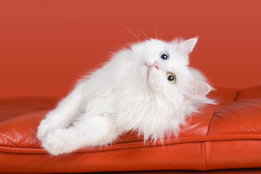 中国人最喜欢养的五种猫！你家主子入选了吗？(图14)