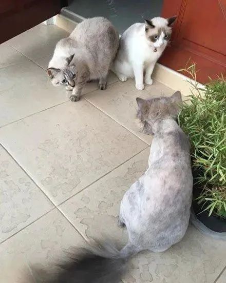 为猫咪刮毛可能害了猫，有喵因此抑郁！37度高温来袭如何?；っ?图4)