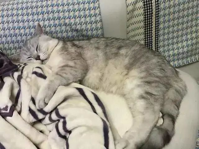 猫咪绝育后突然死亡，医院说是心脏??！来看看你家主子是否有风险(图8)