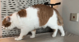 猫咪这种沙雕行为或是生病！80%猫都会经历，做好两件事预防(图5)