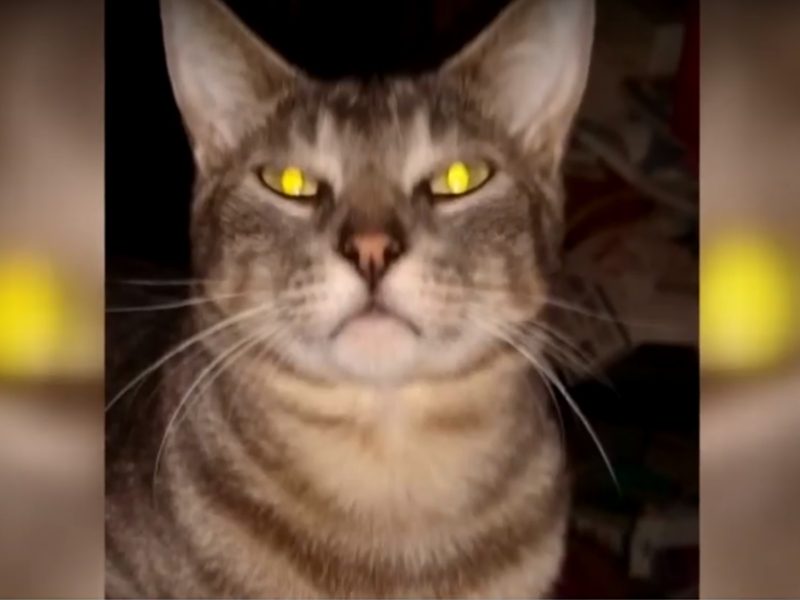 被700只猫咪包抄是什么觉得？ 此地几乎便是爱猫人的天堂