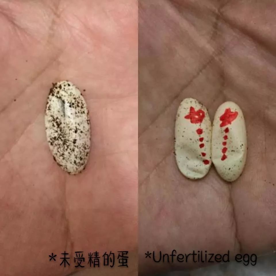 肥尾守宫繁殖业者的心酸╥﹏╥，作为爬宠玩家的你是否能够体会得到(图1)