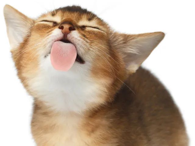 摸了猫咪之后，喵居然马上舔毛！这代表猫主子嫌弃我了吗？(图1)