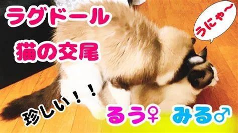 3万元布偶猫配种时跳楼死亡！做好一件事，猫狗寿命增加三成(图6)