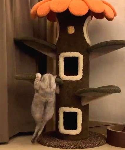 如此喂食不是爱猫是害猫，三分之一猫咪受害！钟南山也不这样喂(图1)