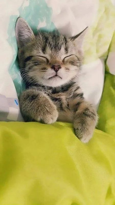 猫咪包治百病延长寿命！几岁开始养猫最好？(图4)