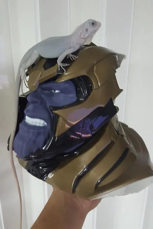 这种被称为“灭霸”的紫灰体色绿鬣蜥，到底是新基因还是新品系？(图3)