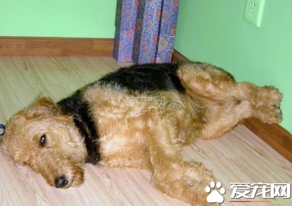 全能梗怎样练习 练习用饭要定点定量喂狗狗用饭