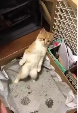 让猫咪像人一样蹲厕所是害猫！多久铲屎一次对猫最好？(图10)